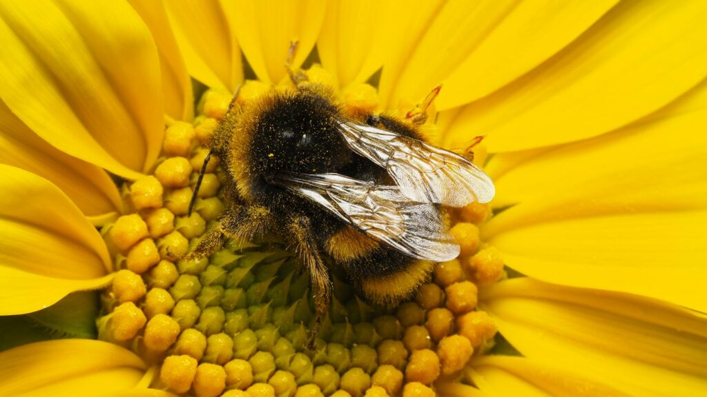 Detailed close-up of a bumblebee pollinating a vibrant yellow flower, showcasing nature's beauty.
