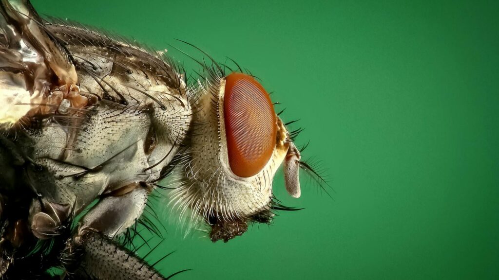 Detailed macro image of a housefly showing its compound eyes and intricate body structure.