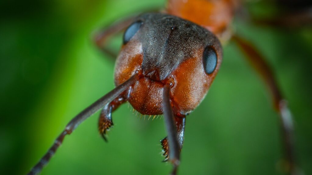 macro, insect, ant, jaw, ant, ant, ant, ant, ant