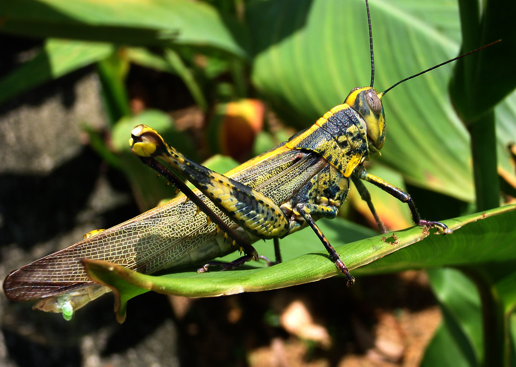 Grasshopper Eggs and Their Weather Forecasting (image credits: flickr)
