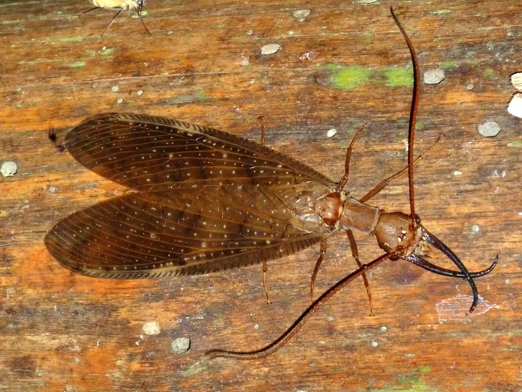 Dobsonfly: The Prehistoric Alien Survivor