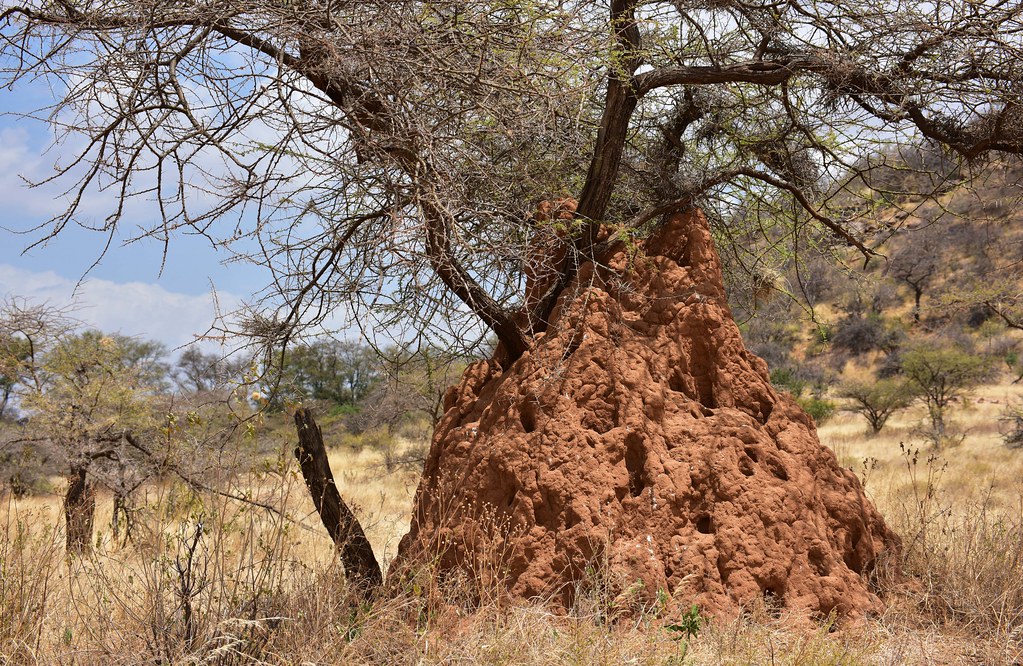 A termite mound in the field