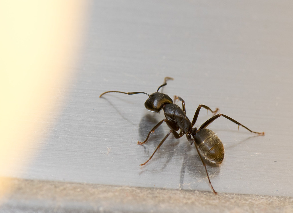 Why Ants Keep Showing Up in Your Bathroom (and What to Do About It)