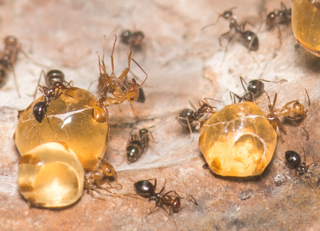 The Honeypot Ant - Living Storage Tanks