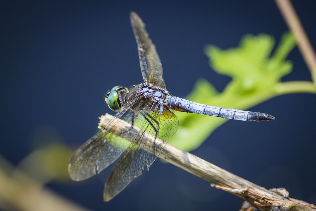 The Blue Dasher Dragonfly: America's Boldest Backyard Hunter