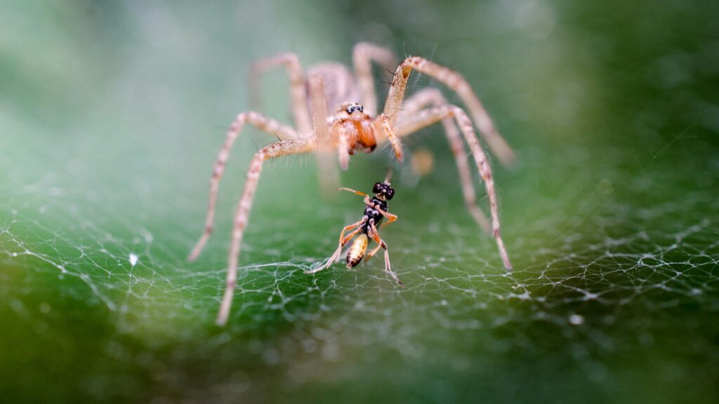 Close-up macro image of a spider capturing an ant on an intricate web outdoors.