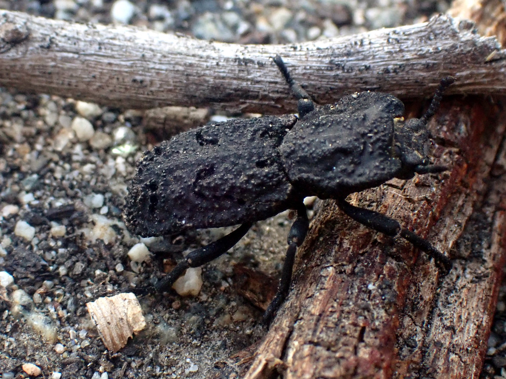 Meet the Indestructible Phloeodes diabolicus