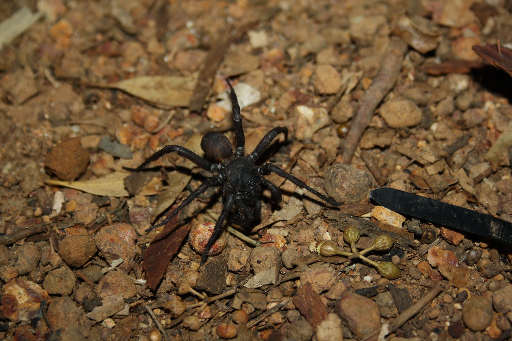 Trap Door Spiders: Opening Doors to Cardiac Health (image credits: flickr)