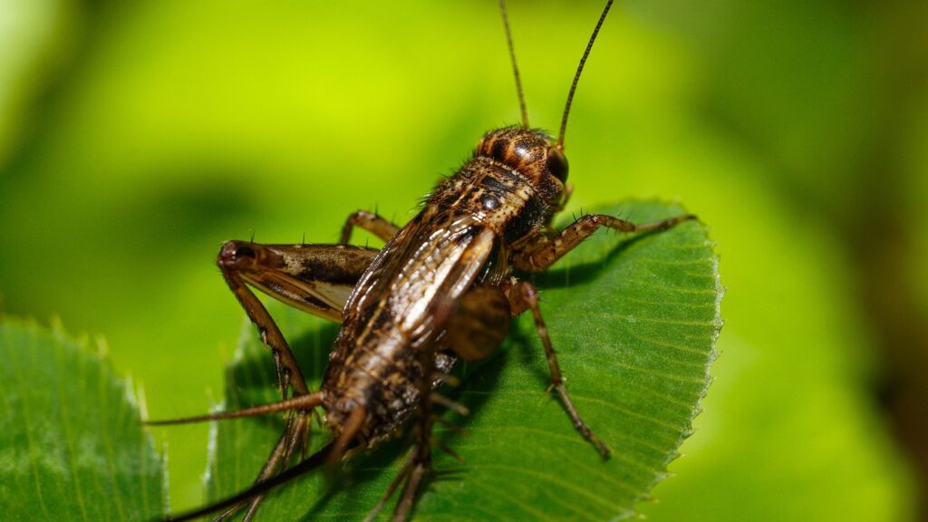 striped ground cricket, cricket, insect, allonemobius fasciatus, macro, close up, bug, nature, cricket, cricket, cricket, cricket, cricket