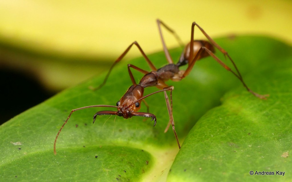 7 Tropical Ants With Bizarre Body Designs