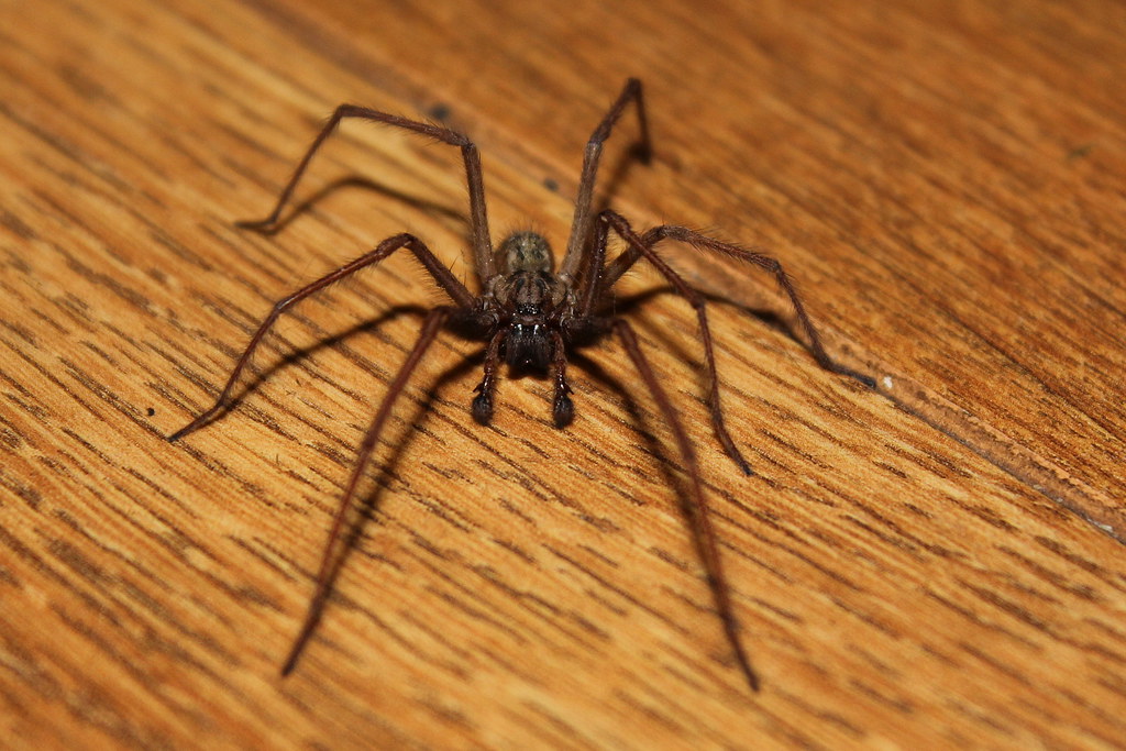 Spider on the wood