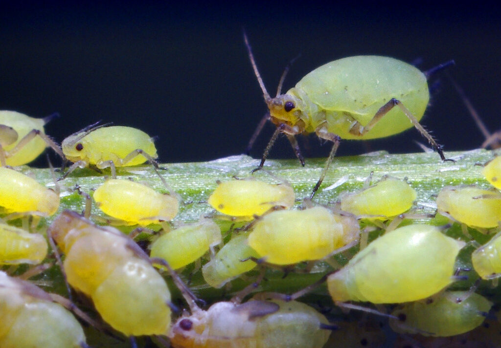 The Tiny Hitchhikers on Your Lettuce: Not Just Dirt