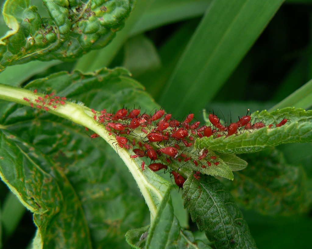 Red Aphids: The Plant-Sucking Impostors