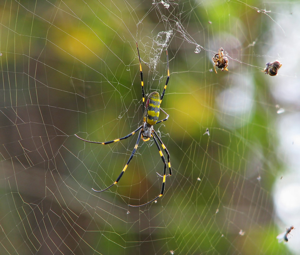 The Bright Yellow Spider Taking Over the Southeast — And Why You Shouldn't Squash It