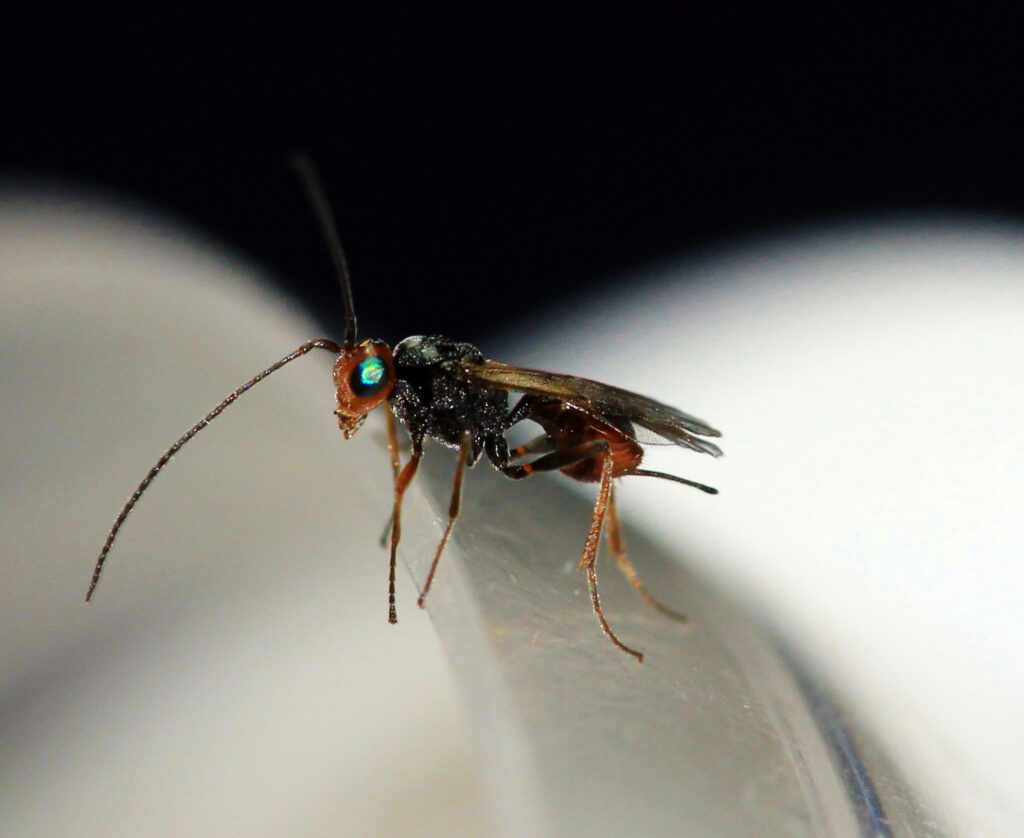 The Parasitic Wasp That Turns Ladybugs into Zombie Babysitters