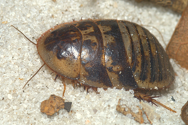 A cockroach on the sand
