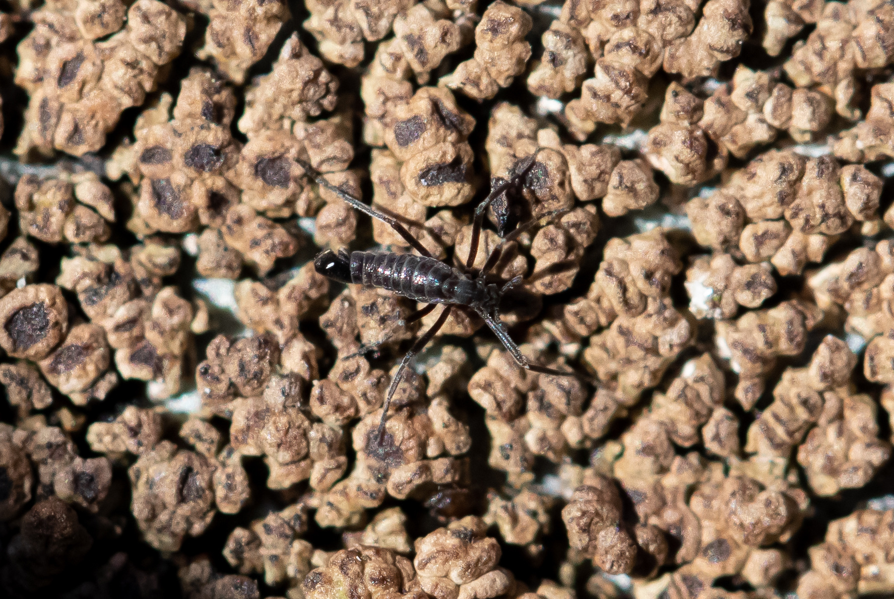 The Mysterious Midge of Antarctica