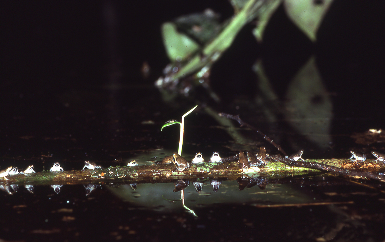 Chiasmocleis ventrimaculata on a branch