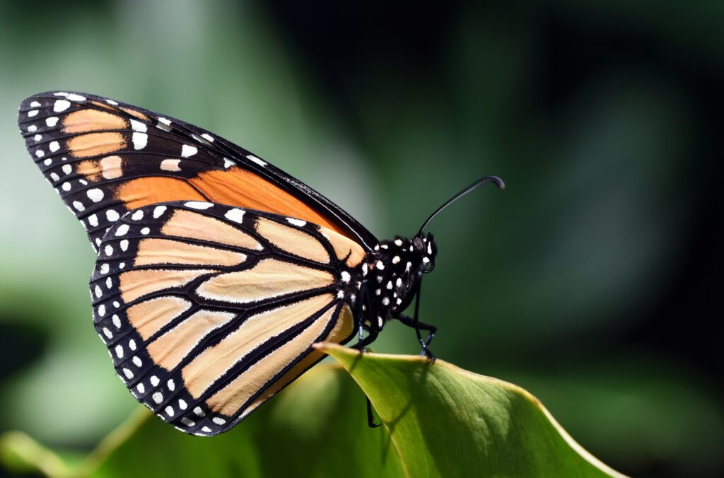 A monarch butterfly flying over a landscape during its long-distance migration, with vibrant orange and black wings spread wide