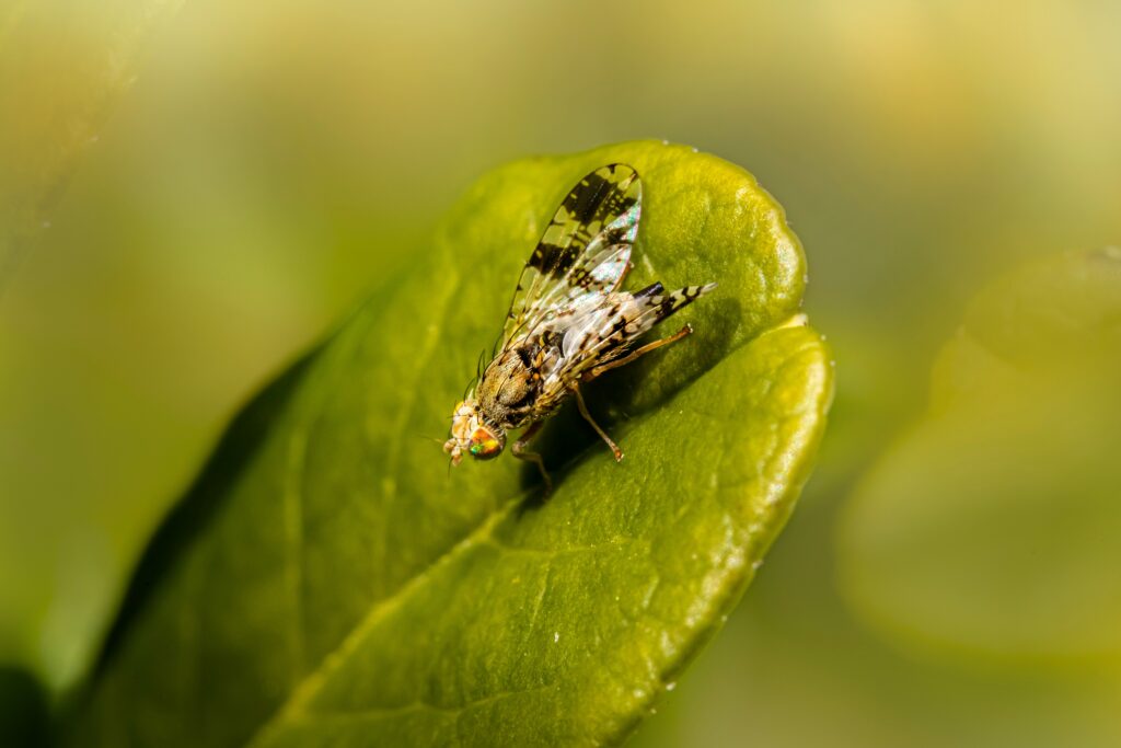 Diagram showing how rising temperatures accelerate insect growth stages