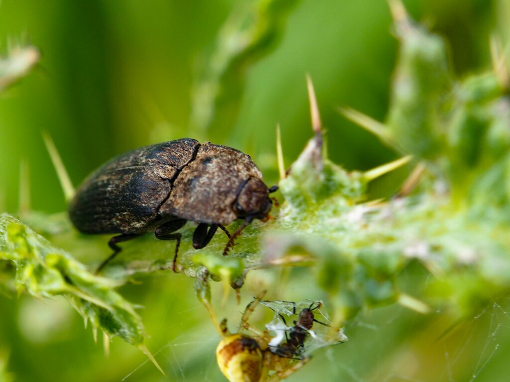 Illustration of insect endocrine system controlling molting and metamorphosis