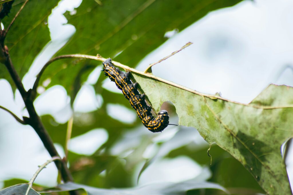 Insect under changing day-night cycle representing photoperiod sensitivity