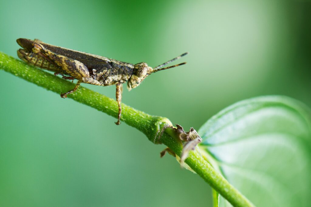Insect in hibernation-like state during diapause stage