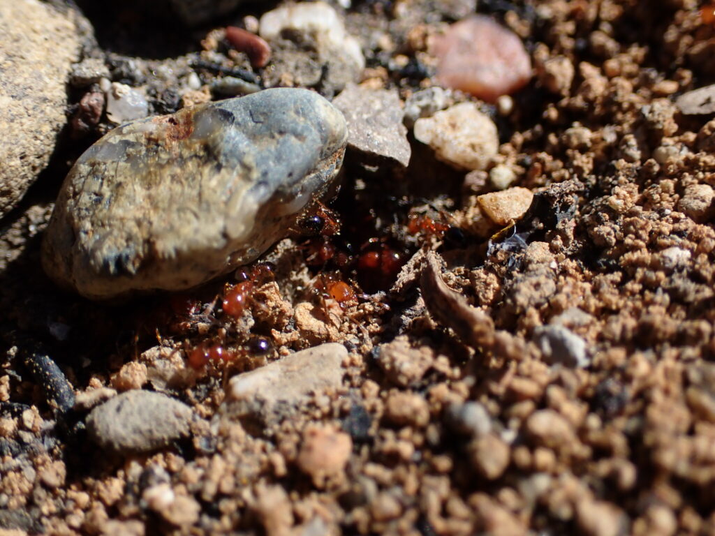 A colony of southern fire ants