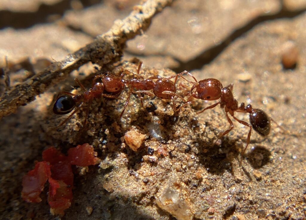 Desert fire ants on a sand mound