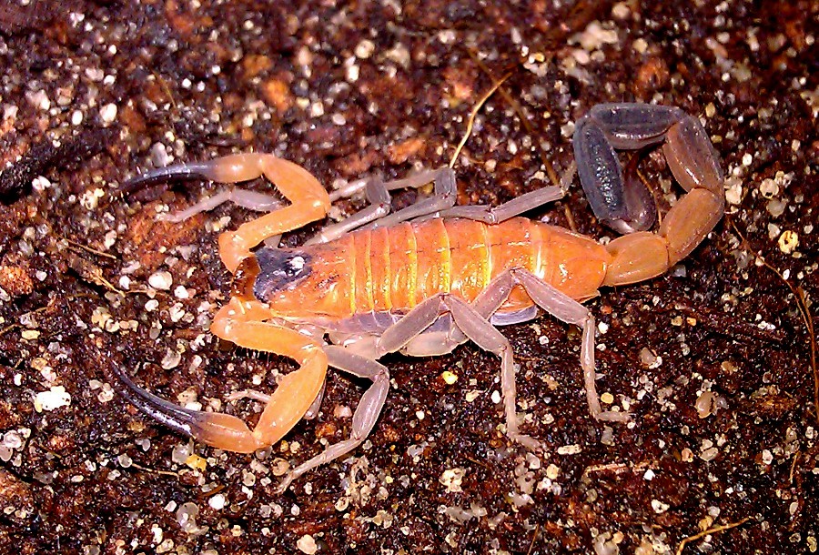 Rhopalurus junceus on land