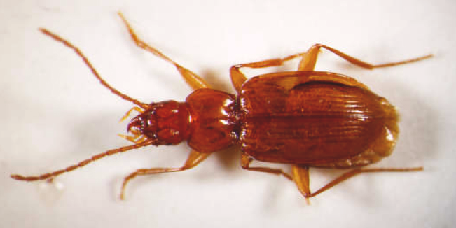 A cave beetle dorsal view