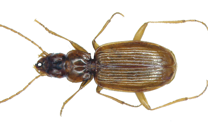 Cave beetle on white background, dorsal view