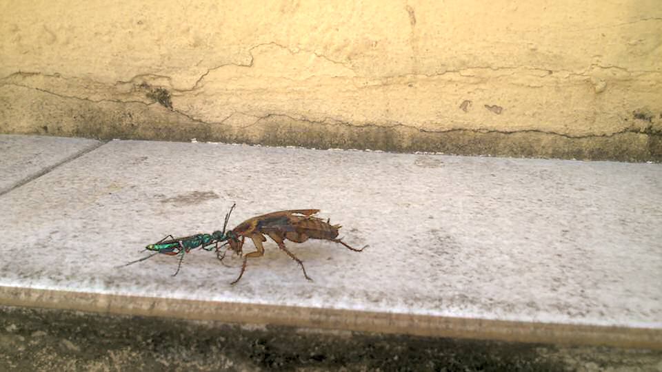 Emerald wasp and a cockroach