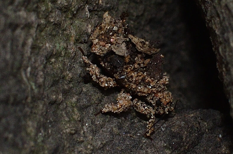 How Assassin Bugs Craft Their Deadly Wardrobe