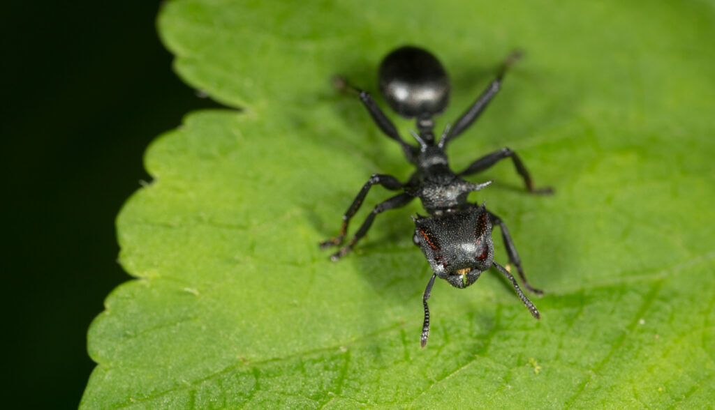 The Gliding Ant - Aerial Acrobats of the Rainforest