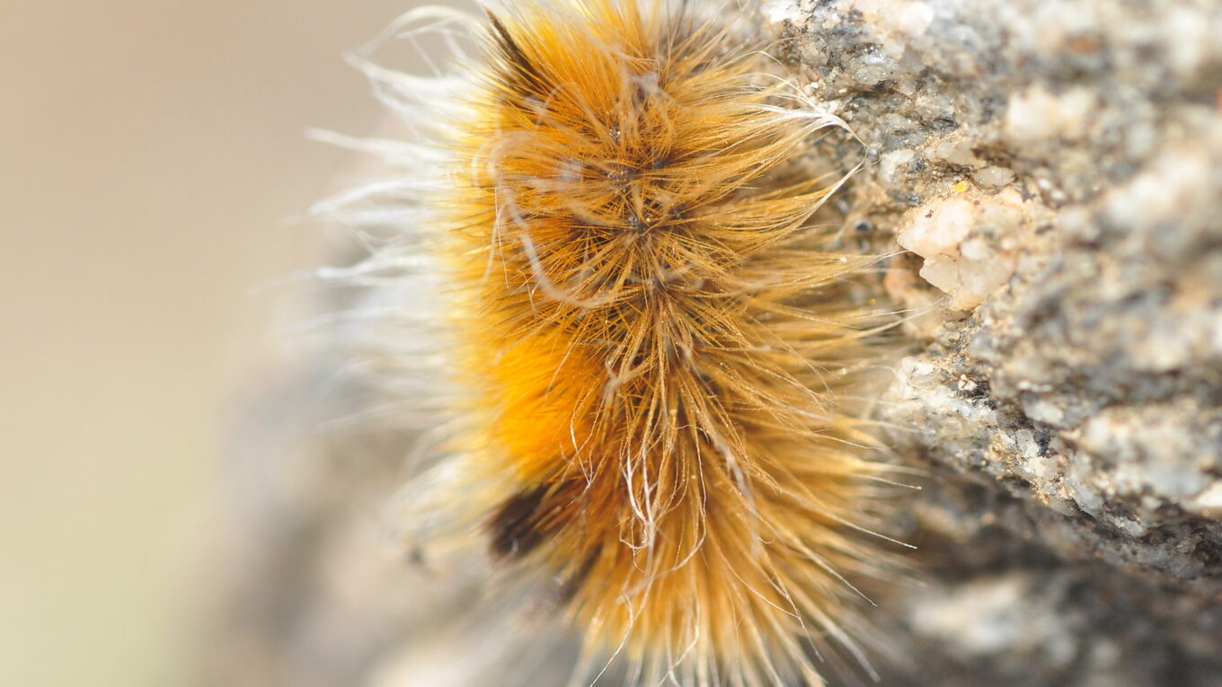 Ice Crawlers and Snow Bugs: Insects That Thrive in Subzero Climates ...