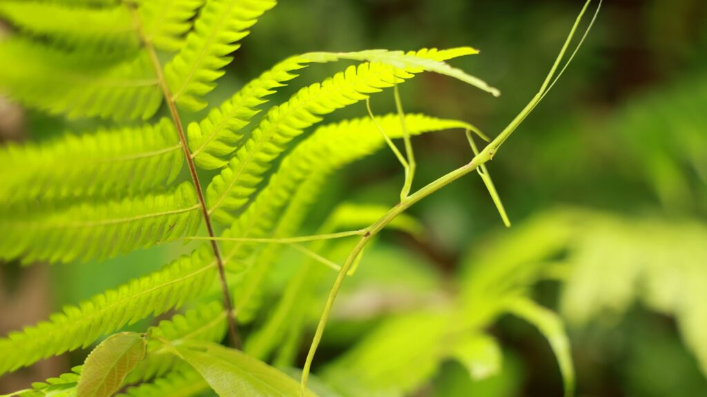 A stick insect camouflaged on green foliage.