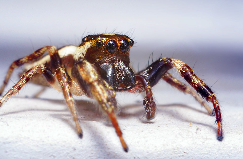 Jumping Spiders: Tiny Hunters with Massive Medical Potential