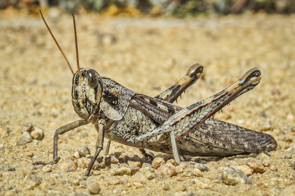 Grassopper on a sandy surface