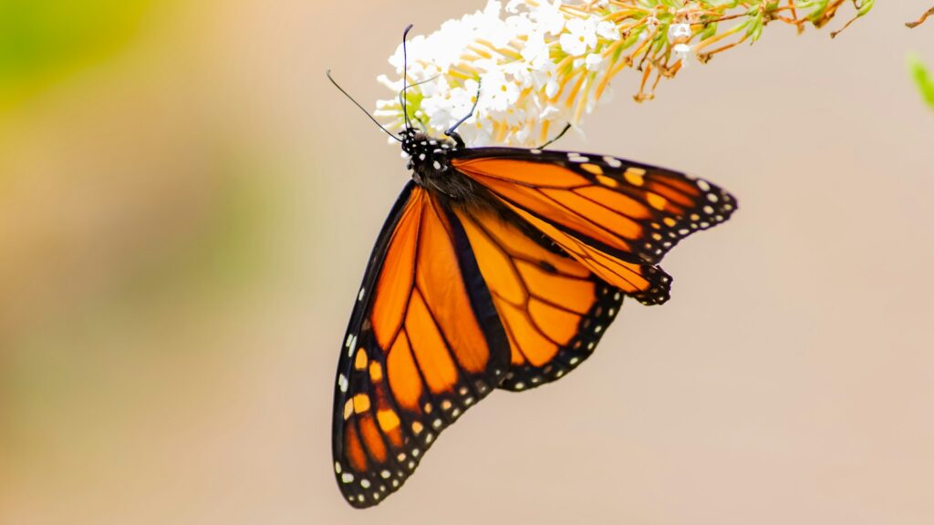 brown and black butterfly on flower