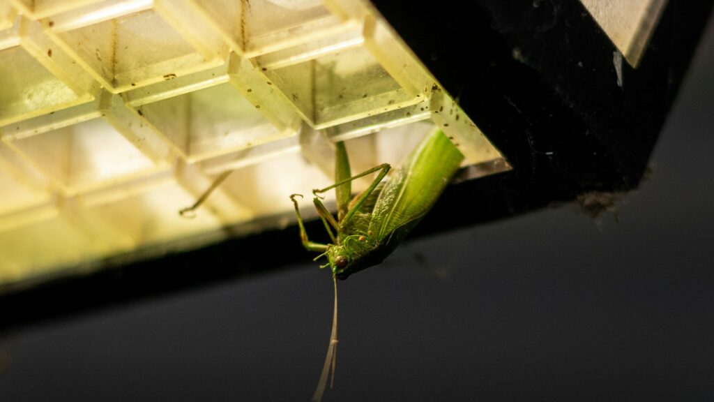 A close up of a green insect on a black surface