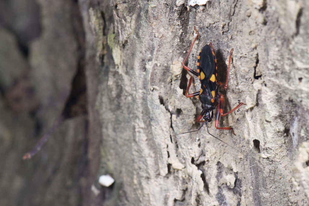 Evolution's Twisted Genius: Why This Behavior Developed