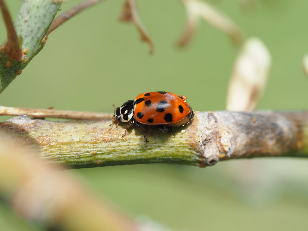 The Mighty Ladybug - Nature's Aphid Destroyer