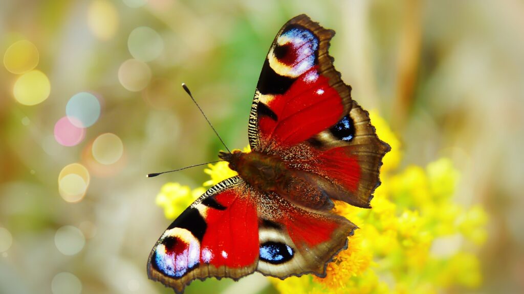 red and multicolored butterfly perch on yellow petaled flower