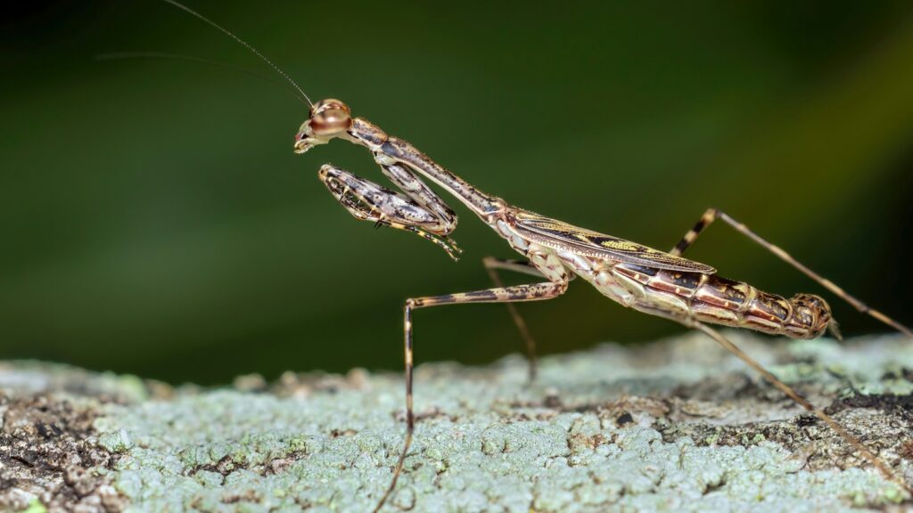 a close up of a grasshopper on a piece of wood