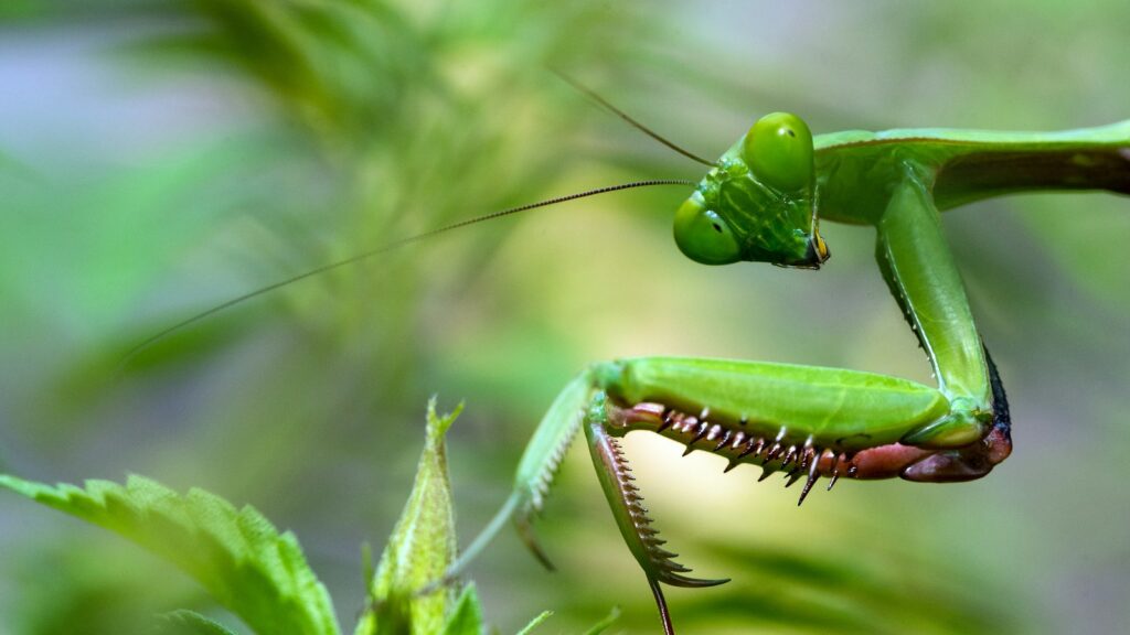 green mantis near green plant