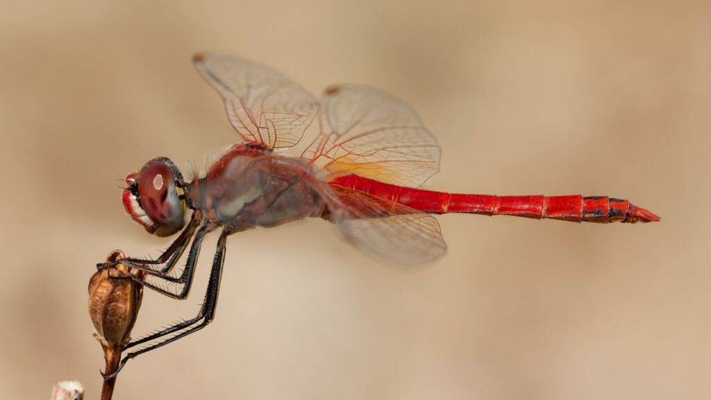 closeup photo of red and gray dragonfly