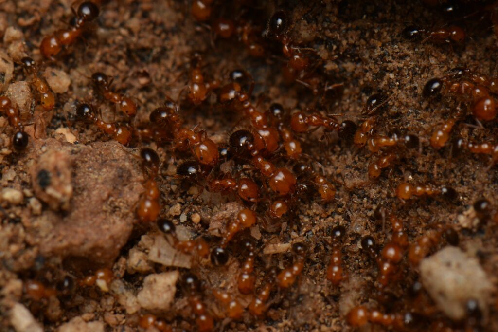 Desert fire ants (Solenopsis xyloni)