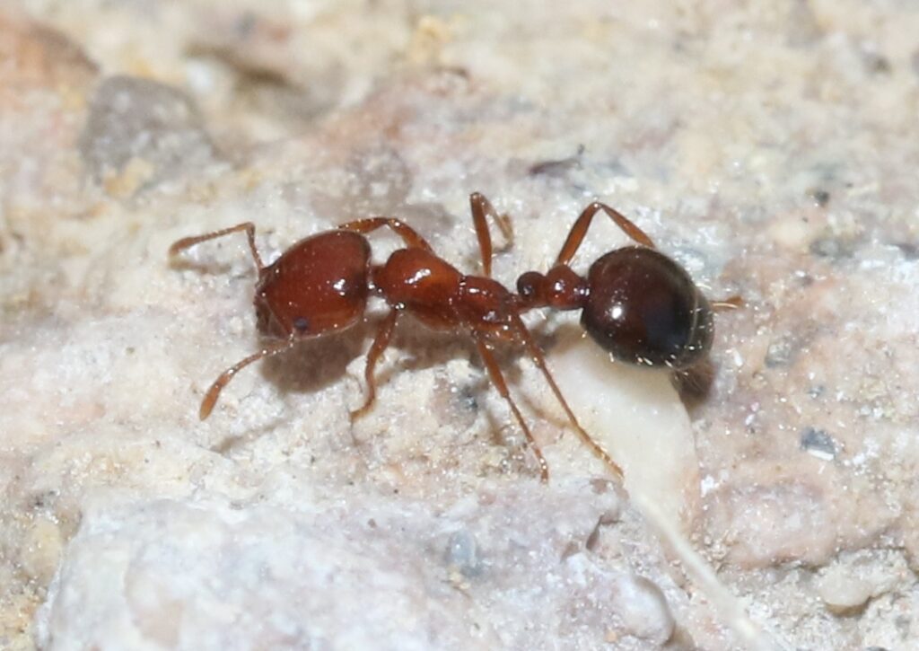 Solenopsis xyloni on a white rock