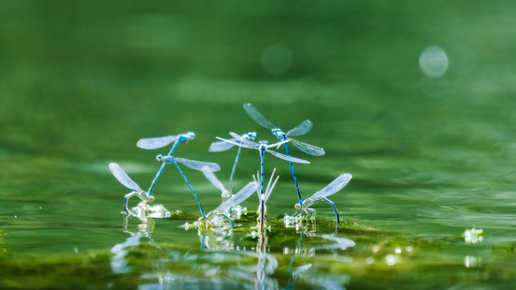 damselflies